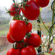 Tomato seeds «Rio Fuego» 