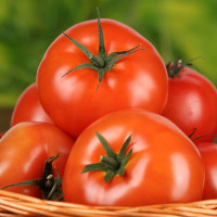 Tomato seeds «South Palmyra» 