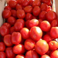 Насіння томату «Астерікс»