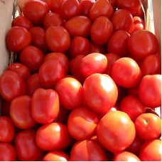 Насіння томату «Астерікс»