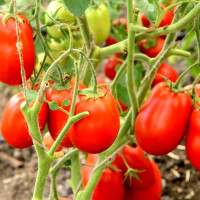 Tomato seeds «Winner» 