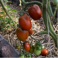 Tomato seeds «De-barao black» 