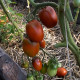 Tomato seeds «De-barao black» 