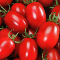 Tomato seeds «Novelty of Moldova» 