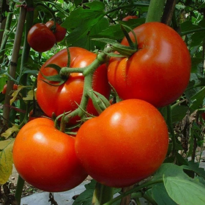 Tomato seeds «Chinese early» 
