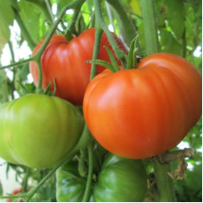 Насіння томату «Бичачий лоб»