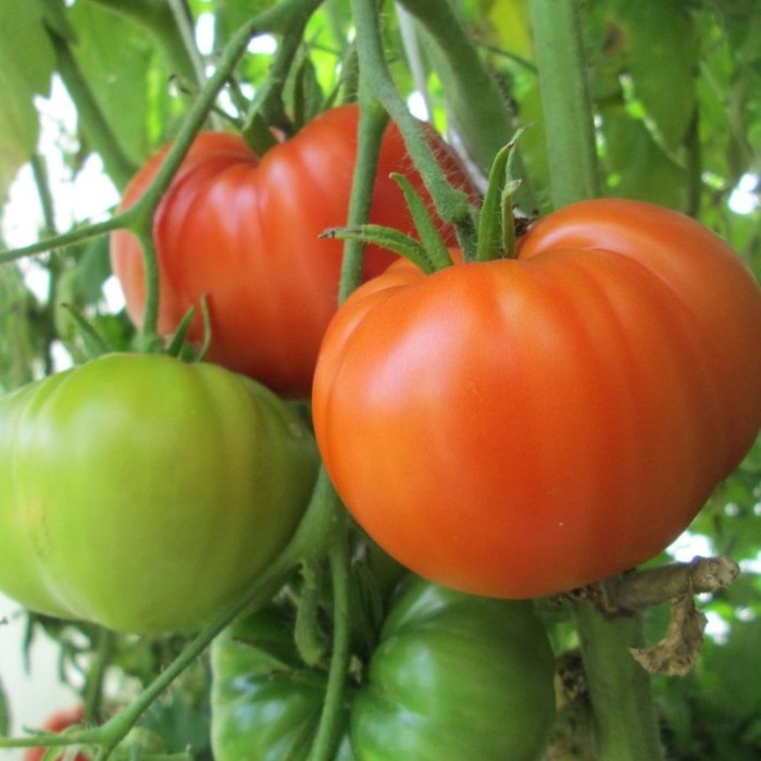 Семена томата «Бычий лоб»