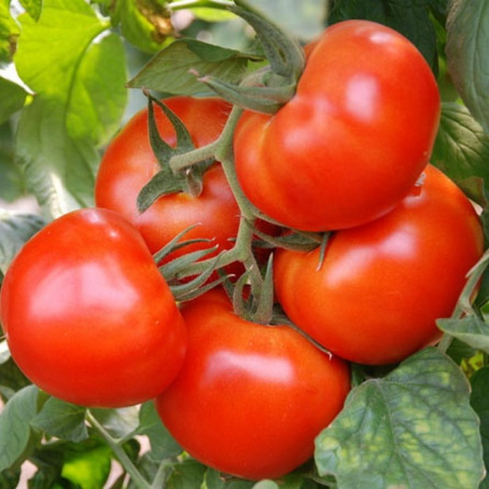 Насіння томату «Диво ринку»