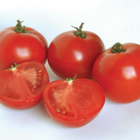 Tomato seeds «Apologist» 