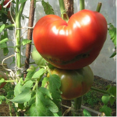 Насіння томату «Райська насолода»