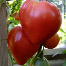Tomato seeds «Bull heart red» 