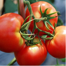 Tomato seeds «Knight» 