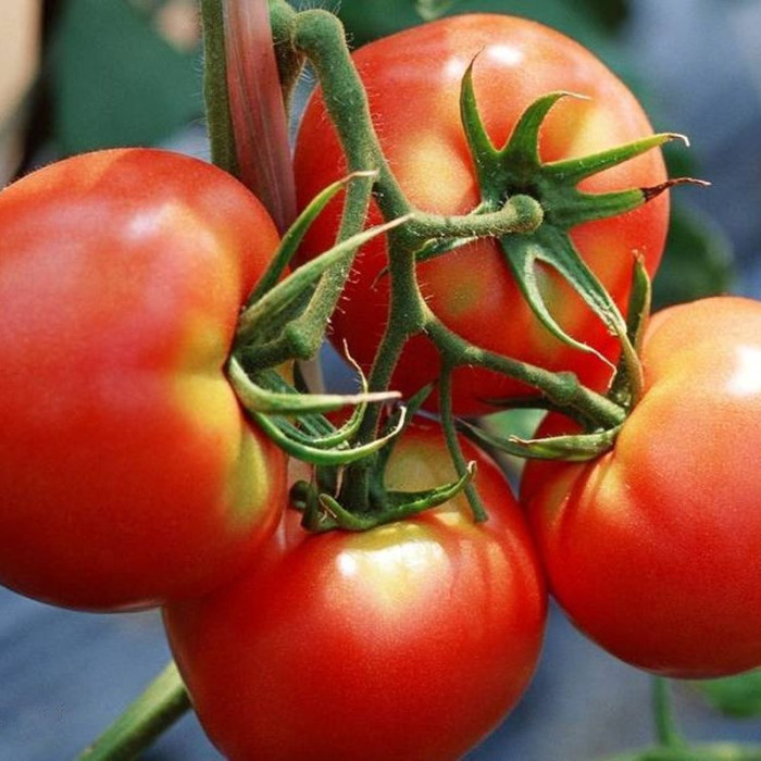 Tomato seeds «Knight» 