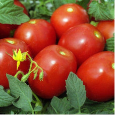 Насіння томату «Новачок»