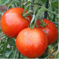 Tomato seeds «Liang red» 