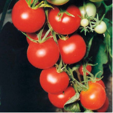 Насіння томату «Тамина»