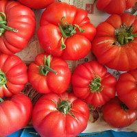 Насіння томату «Австралієць»