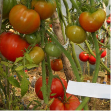 Насіння томату «Три товстуни»