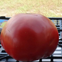 Tomato seeds «Ukrainian hero» 