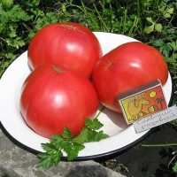 Насіння томату «Славський рожевий»