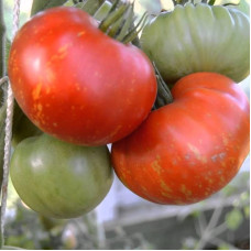 Tomato seeds «Fireworks red» 