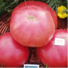 Насіння томату «Цукровий пудовичок»
