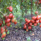 Насіння томату «Чіо-Чіо-Сан»