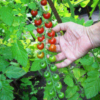 Tomato seeds «Grape» 