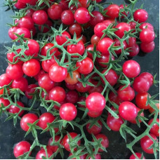 Tomato seeds «Cherry-Cherry» 