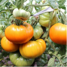 Tomato seeds «Golden age» 