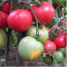 Насіння томату «Ожарівський малиновий»