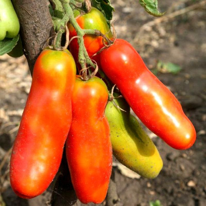 Насіння томату «Дамські пальчики»