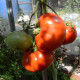 Насіння томату «Гігант-10 Новікова»