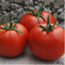Насіння томату «Бехтерівський»