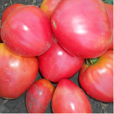 Насіння томату «Улюблене свято»