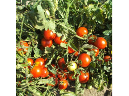 Tomato seeds «Ripe cherry» 