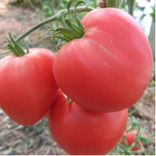 Tomato seeds «Bull heart pink» 