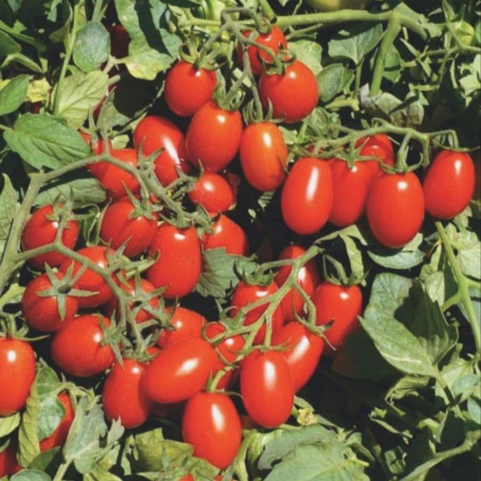 Насіння томату «Херсонські зірки»