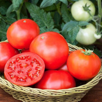 Tomato seeds «Igranda» 