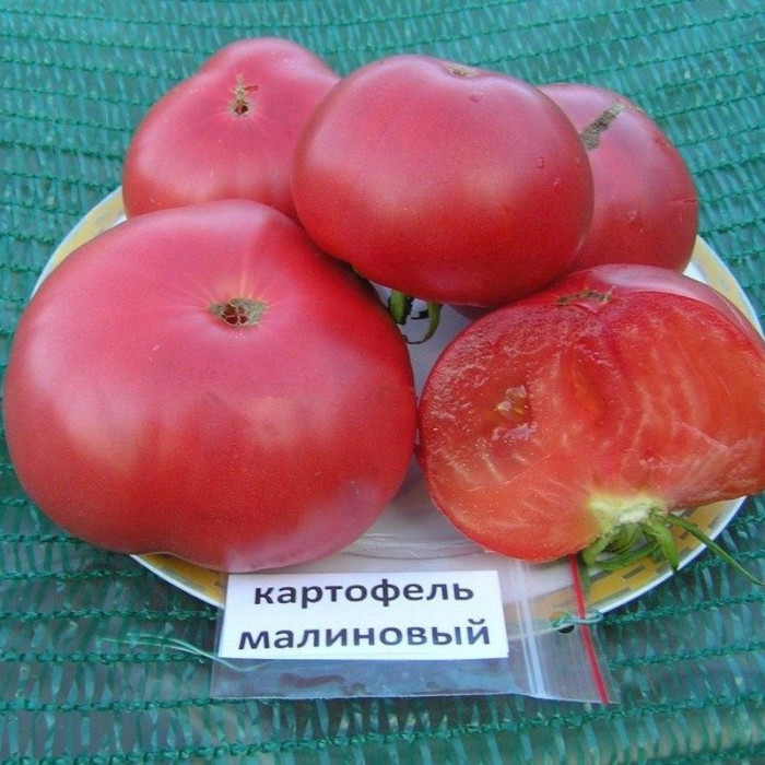 Насіння томату «Картопляний малиновий»