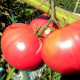 Tomato seeds «Pink hero» 