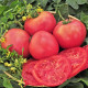 Насіння томату «Рожевий гігант»