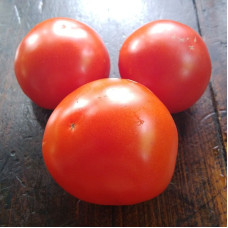 Tomato seeds «Tayana» 
