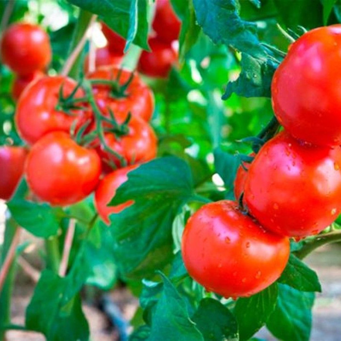 Tomato seeds «Gardener's dream» 