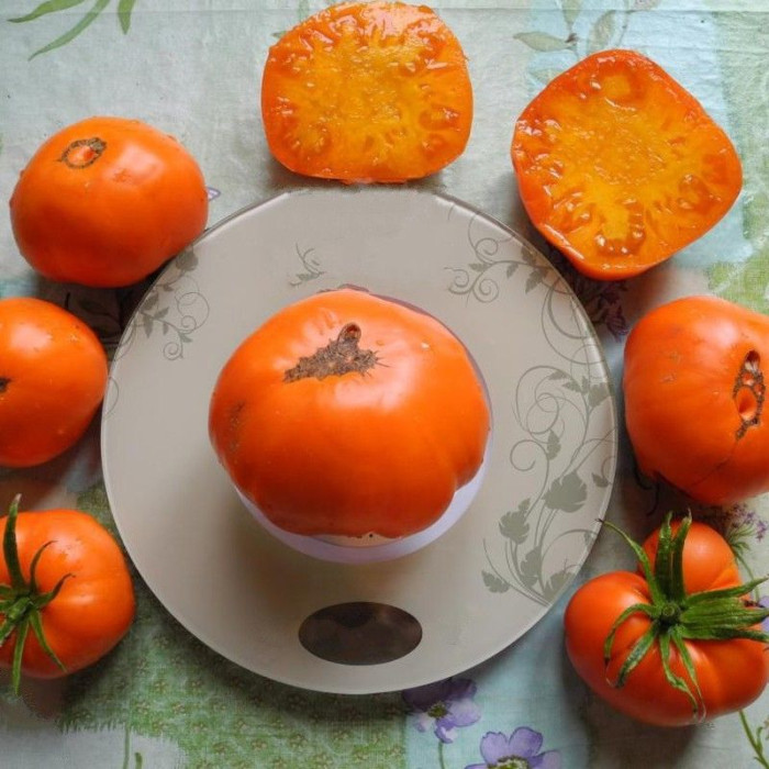 Насіння томату «Златогор»
