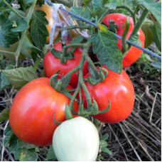 Насіння томату «Котигорошко»