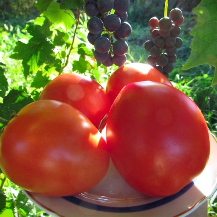 Насіння томату «Лорд»