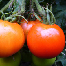 Насіння томату «Завірюха»