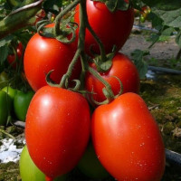 Tomato seeds «Cream giant red» 