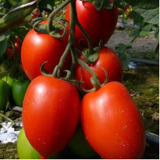 Tomato seeds «Cream giant red» 